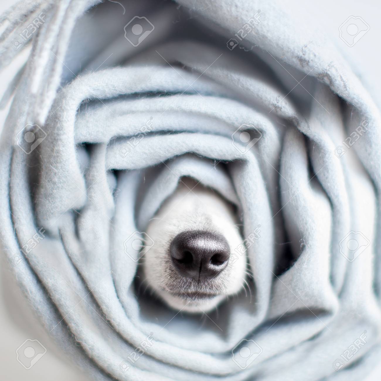 dog in blankets