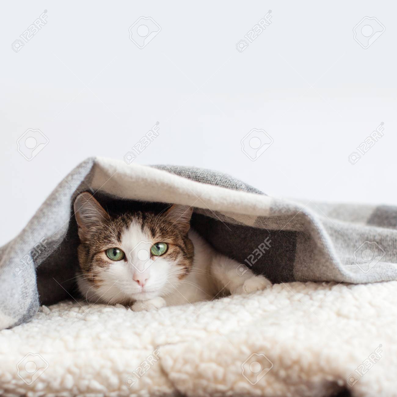 blanket cat