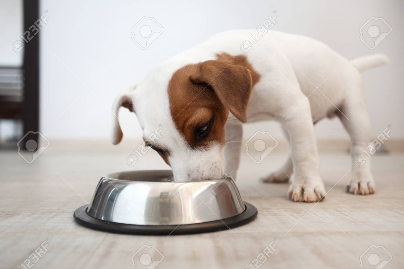 plexiglass fish tank