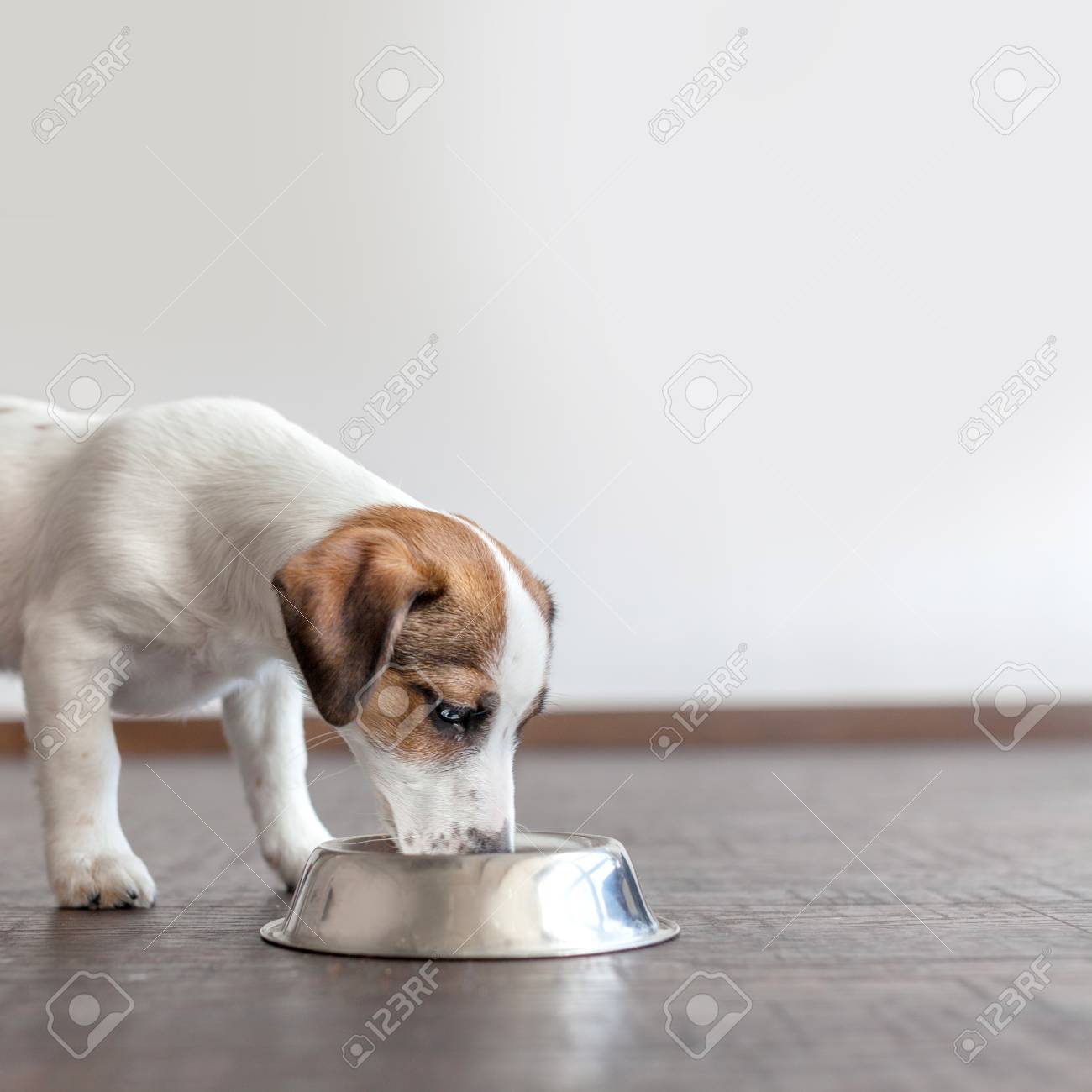 puppy eating food