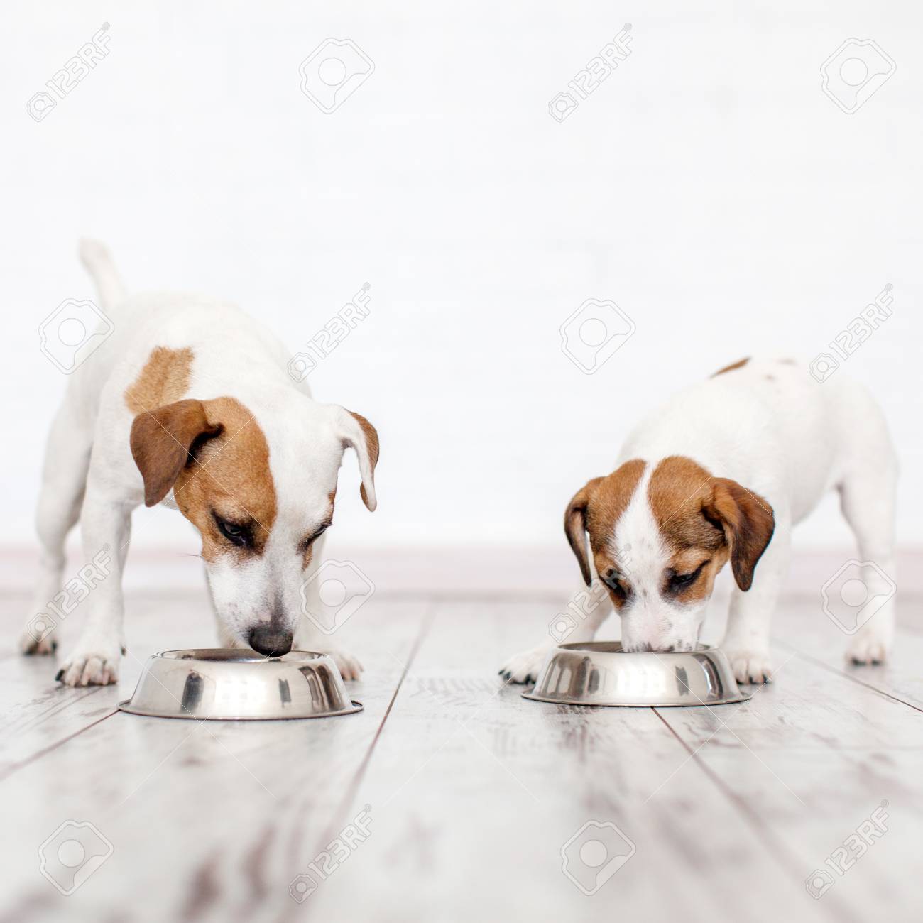 Two Dogs Eating From Bowl Pets Eating Dogs Food Stock Photo Picture And Royalty Free Image Image 109558386