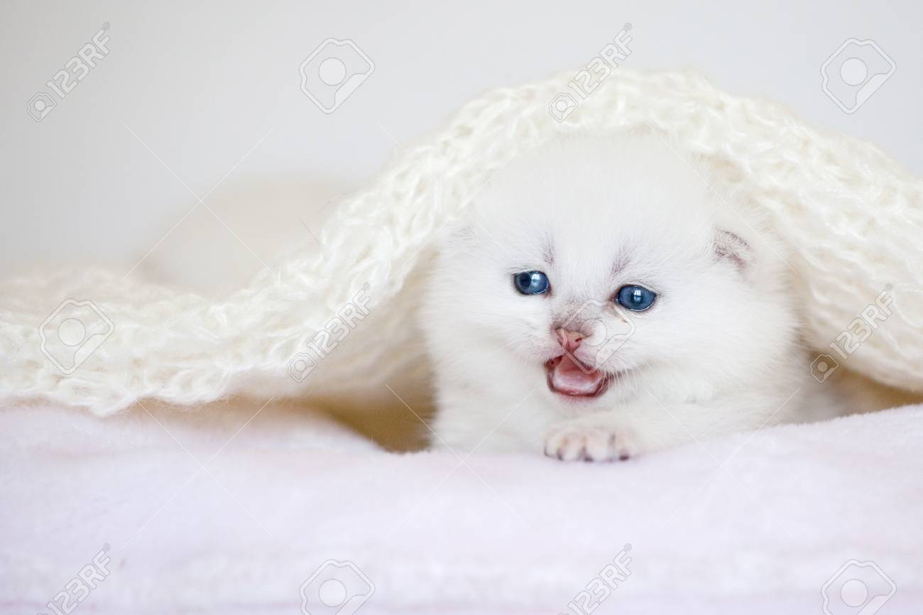 little white cat
