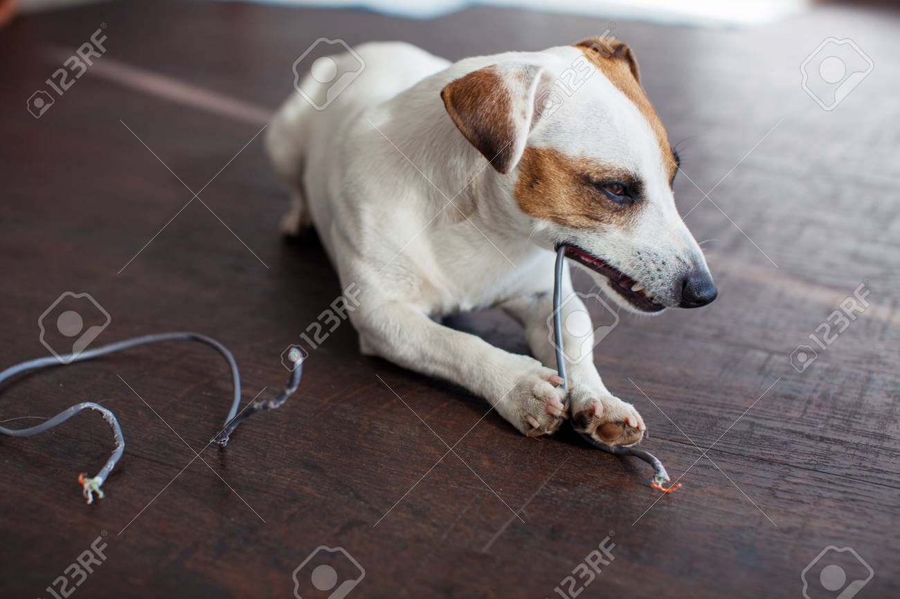 dog chewing wires