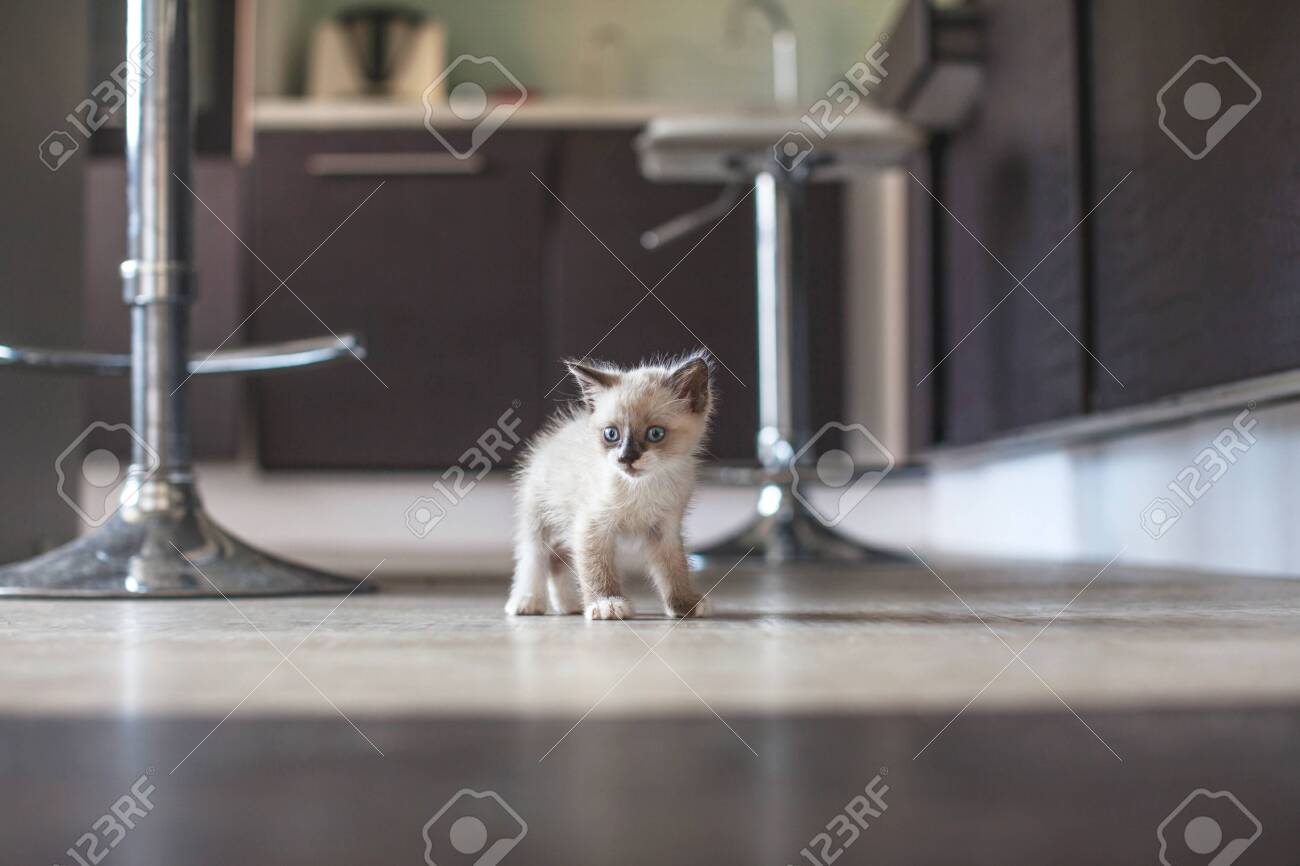 kitchen kitten