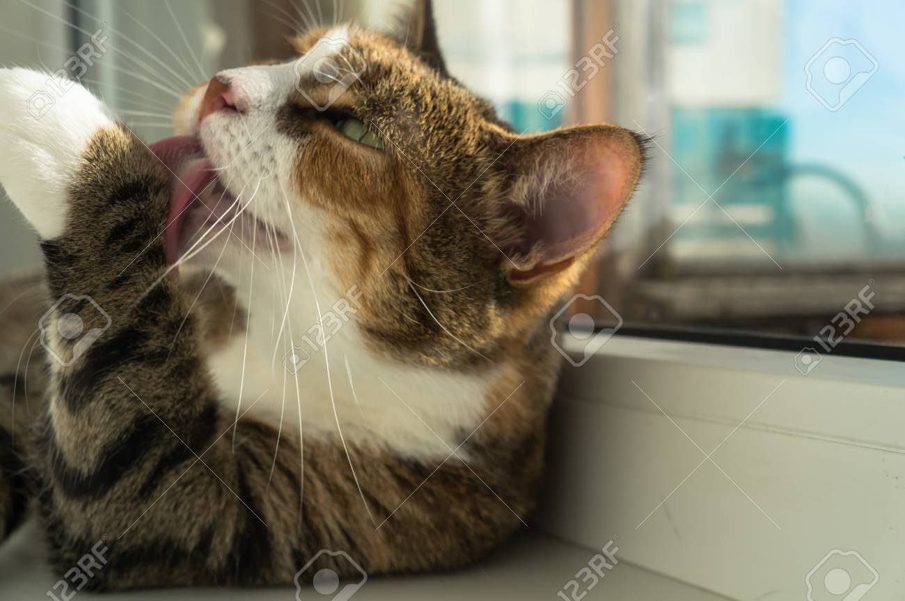 etiam-dictum-ipsum-a-felis