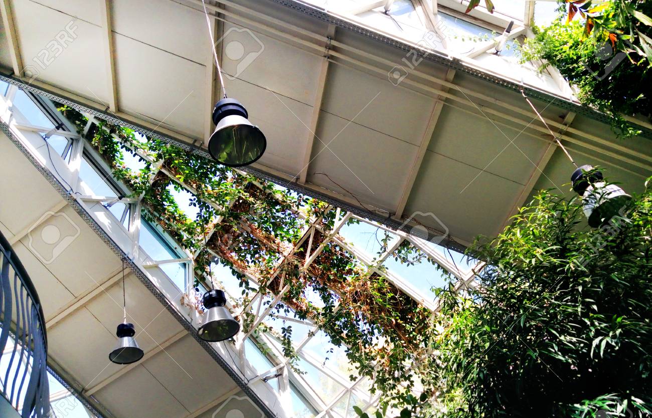 Garden plants in the greenhouse. Conservatory (orangery) building architecture of Minsk Belarus. Dynamic solar sunny showing the power of nature. - 101332083 Garden plants in the greenhouse. Conservatory (orangery) building architecture of Minsk Belarus. Dynamic solar sunny showing the power of nature. - 101332083