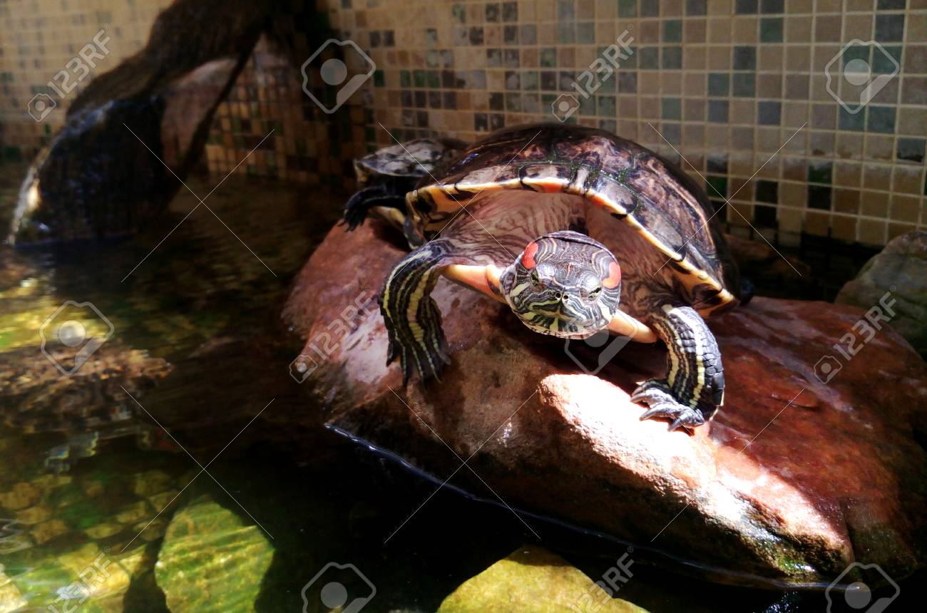 Red-bellied Eared turtle (yellow-bellied tortoise) - photo for magazines about nature and advertising of pet stores. Captivity Trachemys scripta in an artificial reservoir sits on a stone and looks. - 101332088 Red-bellied Eared turtle (yellow-bellied tortoise) - photo for magazines about nature and advertising of pet stores. Captivity Trachemys scripta in an artificial reservoir sits on a stone and looks. - 101332088