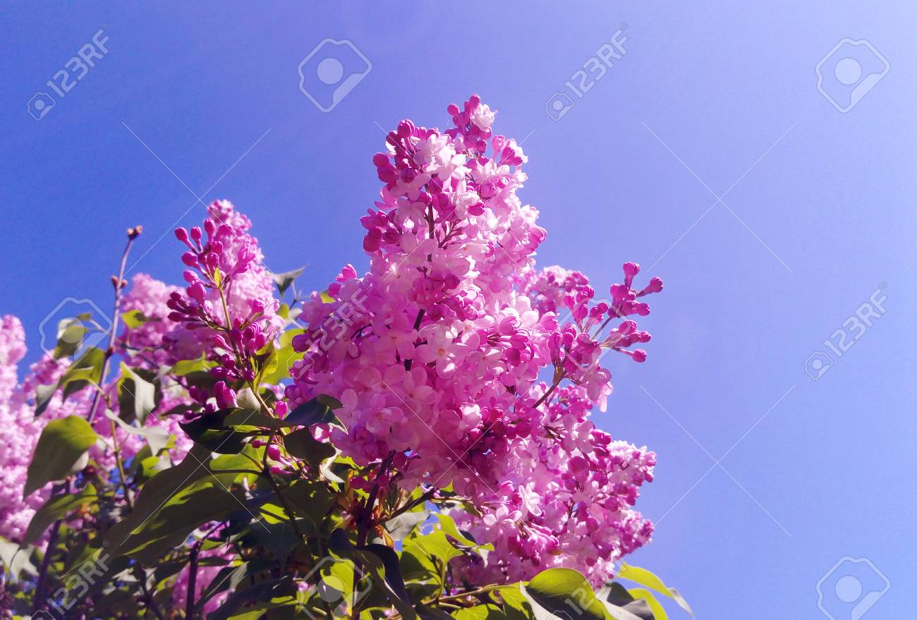 Purple Lilac (Syringa vulgaris) flowers Blossoms under blue sky in the botanical garden. Seasonal spring, summer background for wallpaper. - 101341725 Purple Lilac (Syringa vulgaris) flowers Blossoms under blue sky in the botanical garden. Seasonal spring, summer background for wallpaper. - 101341725