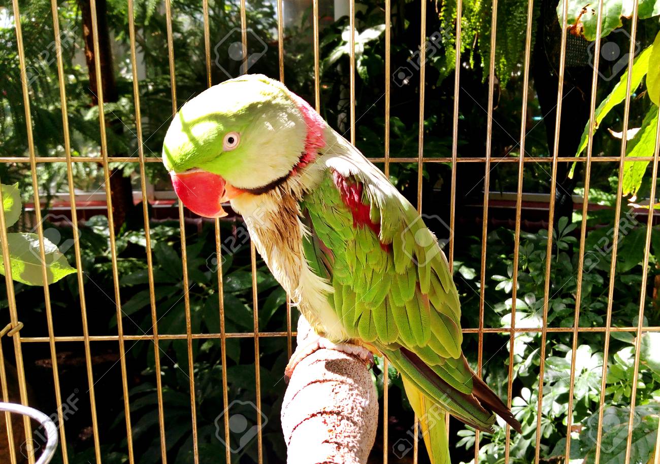 alexandrine parrot cages for sale