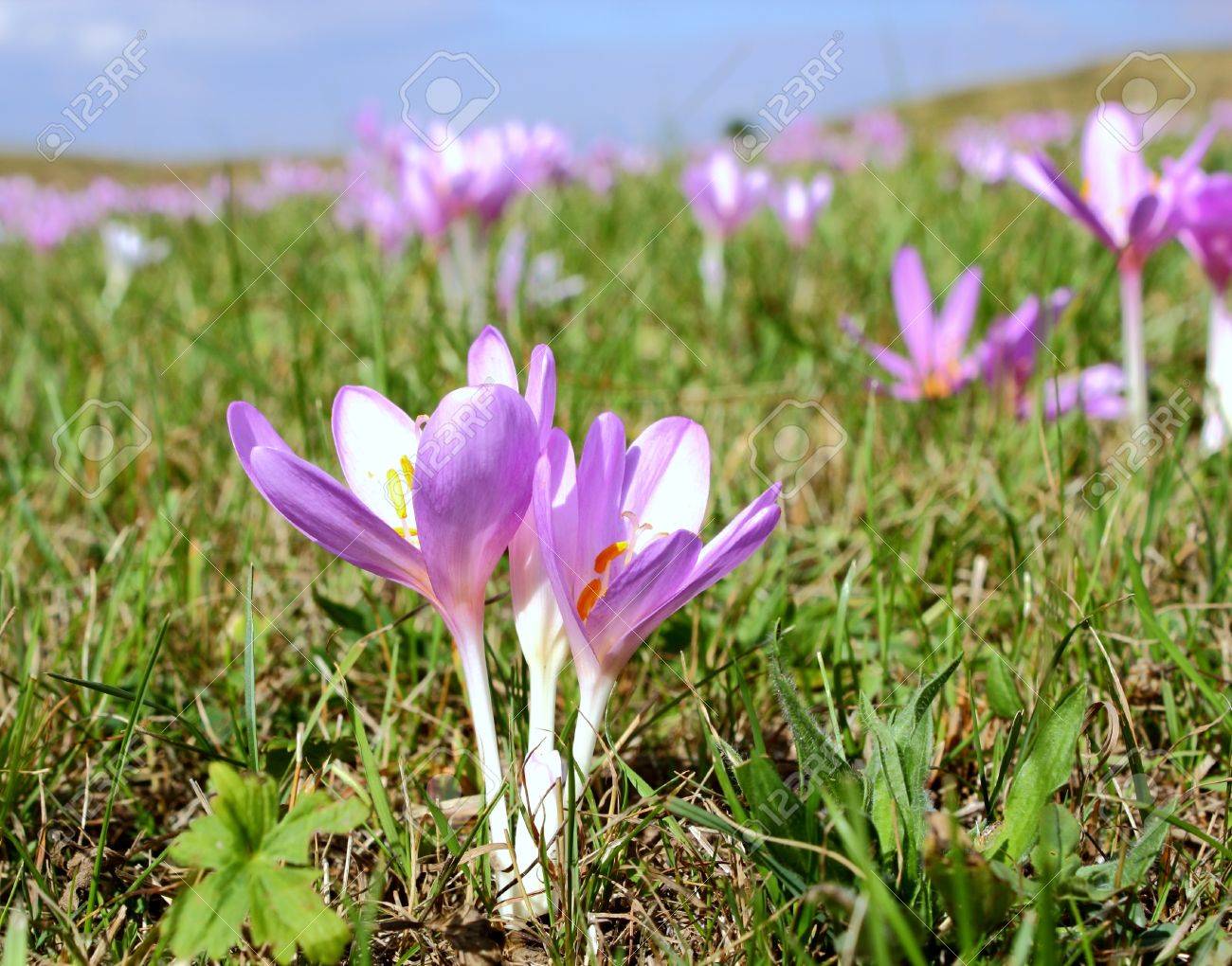 紫色の野生花 コルチカム牛 山の牧草地 の写真素材 画像素材 Image 紫色の野生花 コルチカム牛 山の牧草地 の写真素材 画像素材 Image