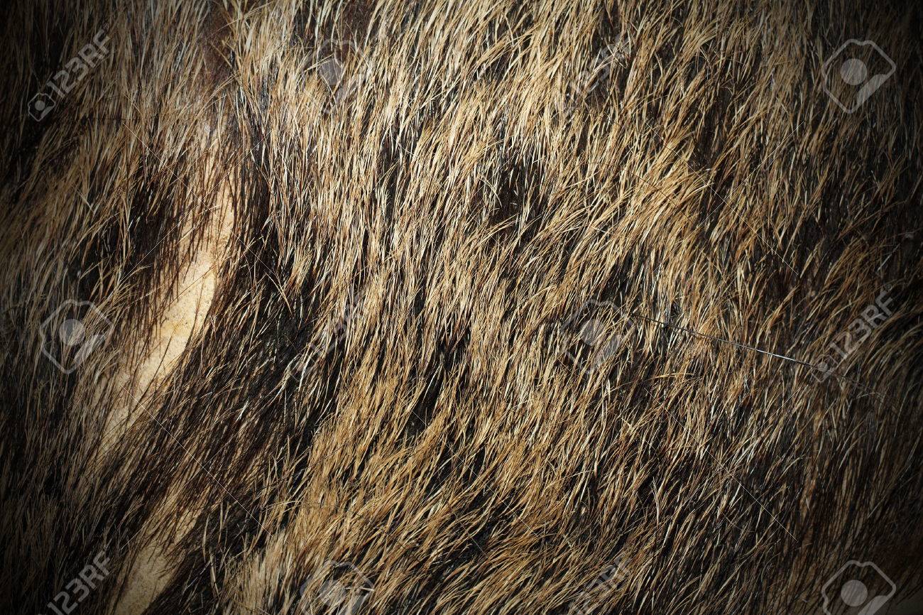 ビネットと猪 (イノシシ) 毛皮の美しい質感の写真素材・画像素材 Image