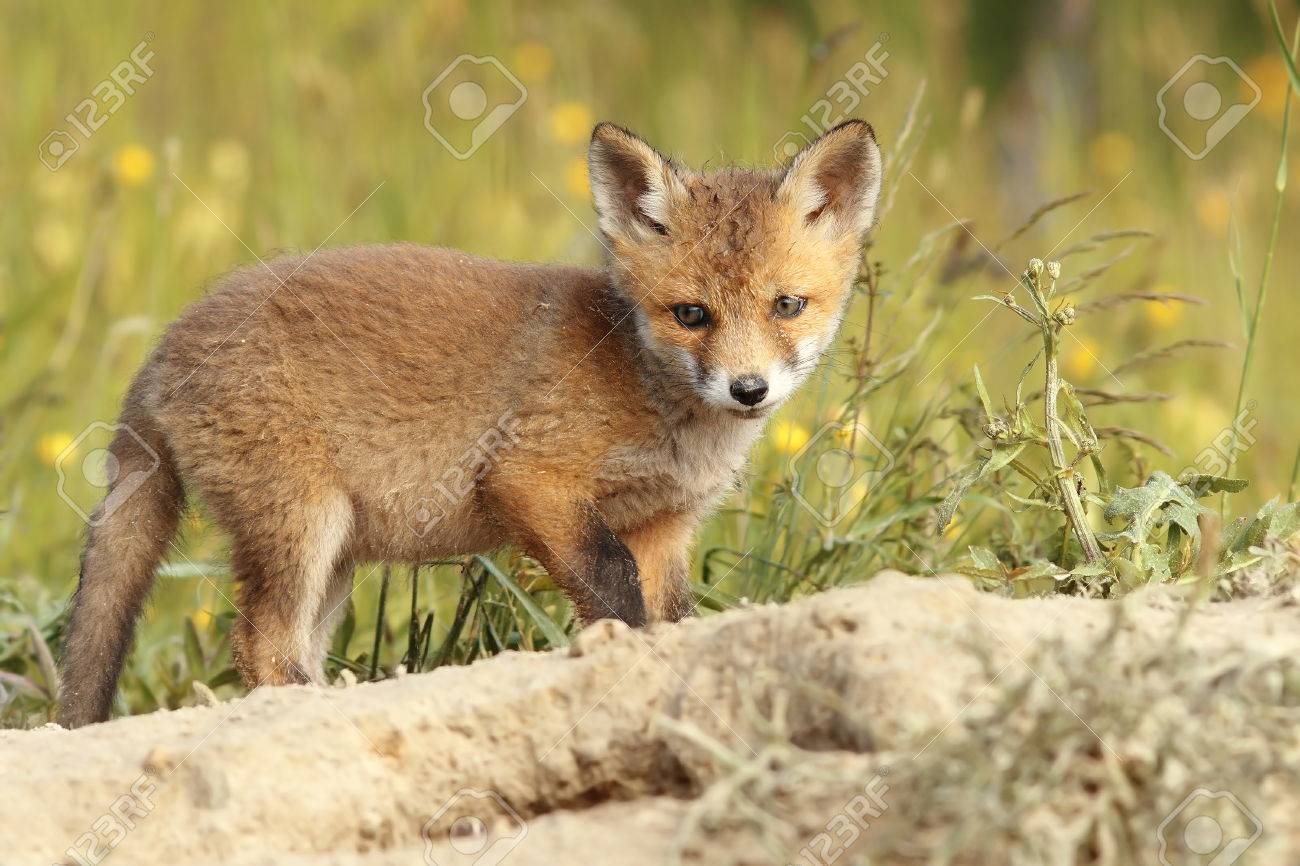 一般的な若いヨーロッパのフォックス ホンドギツネ キツネ属 野生動物 の写真素材 画像素材 Image