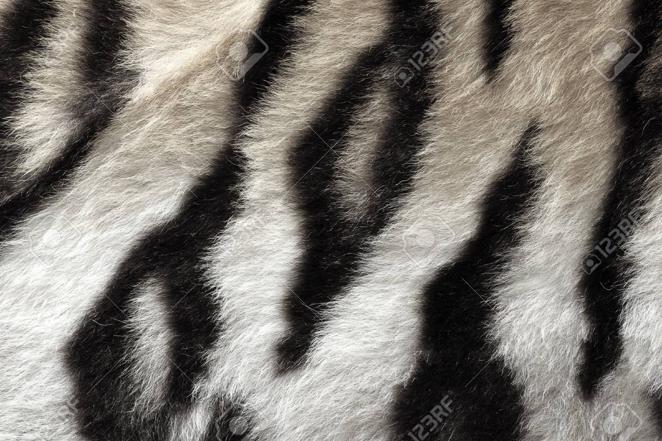 Black And White Real Pattern Of Tiger Pelt Ready For Your Design Stock