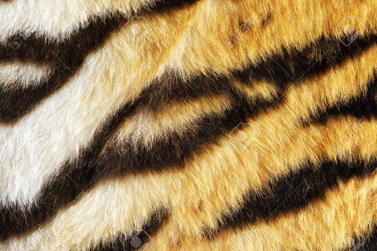美しい縞模様の虎の毛皮動物の毛皮の本物の質感のクローズ アップ の写真素材 画像素材 Image 7102 美しい縞模様の虎の毛皮動物の毛皮の本物の質感のクローズ アップ の写真素材 画像素材 Image 7102