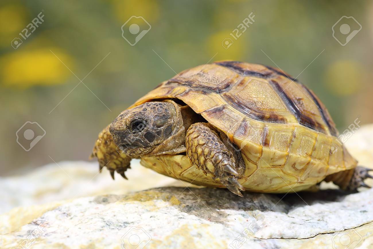 adult greek tortoise