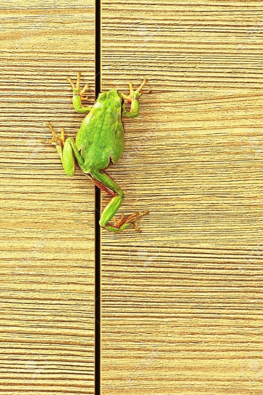 欧州グリーン ツリー カエル登山家具 アマガエル Arborea 庭園でこのかわいいカエルが一般的なので 時々 家に入る の写真素材 画像素材 Image 欧州グリーン ツリー カエル登山家具 アマガエル Arborea 庭園でこのかわいいカエルが一般的なので 時々 家に入る の写真素材 画像素材 Image