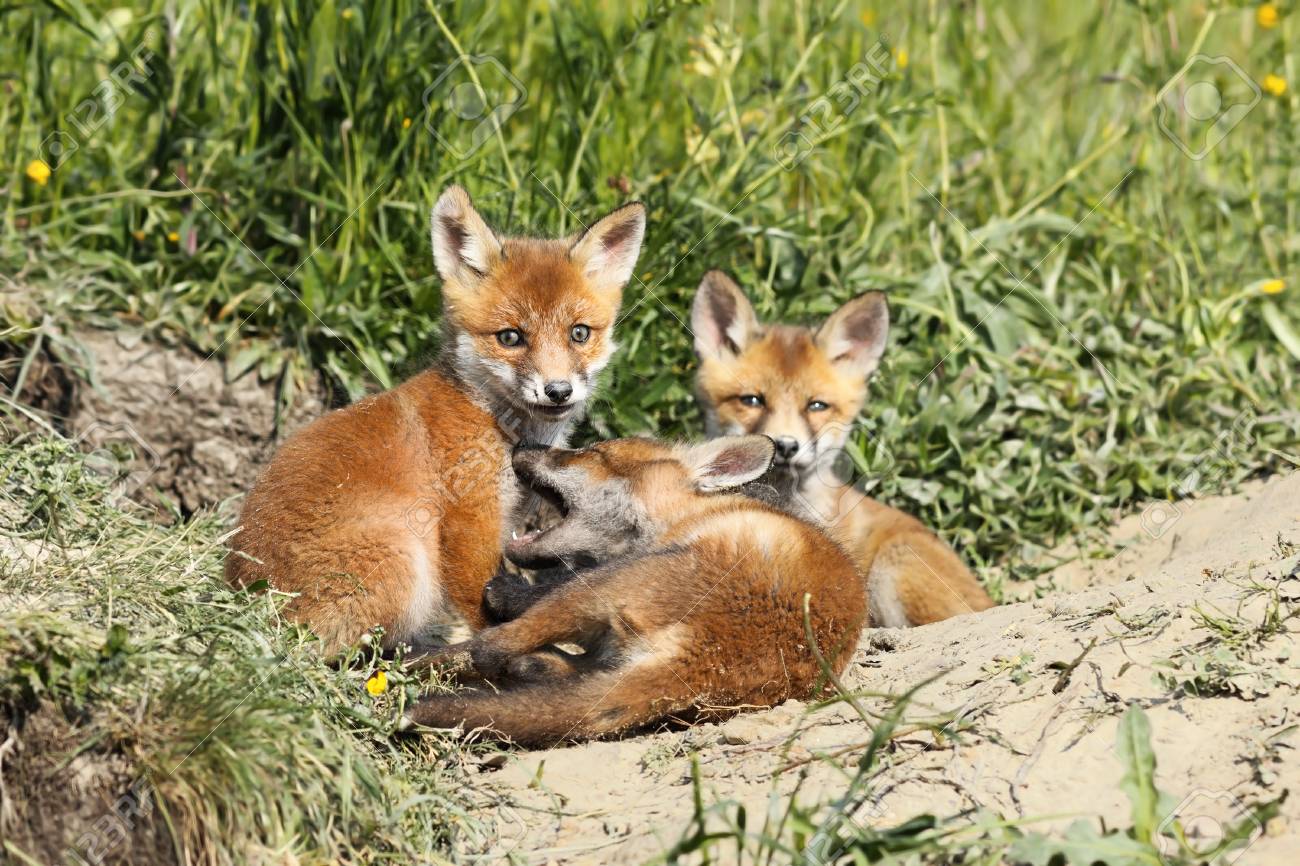 https://previews.123rf.com/images/taviphoto/taviphoto1801/taviphoto180100018/92616287-family-of-young-red-foxes-vulpes-playing-near-the-burrow.jpg