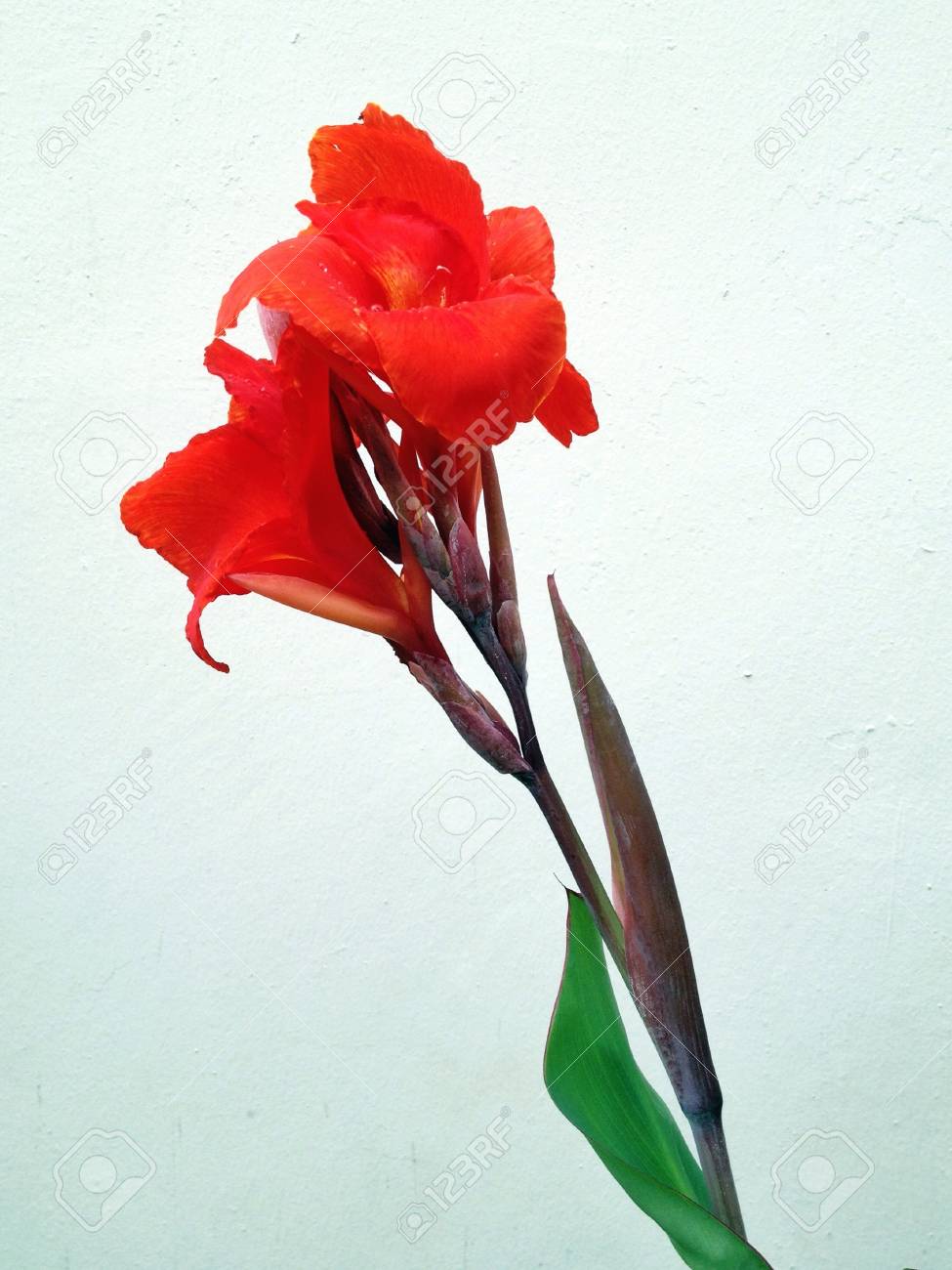 白の背景に赤い花 の写真素材 画像素材 Image