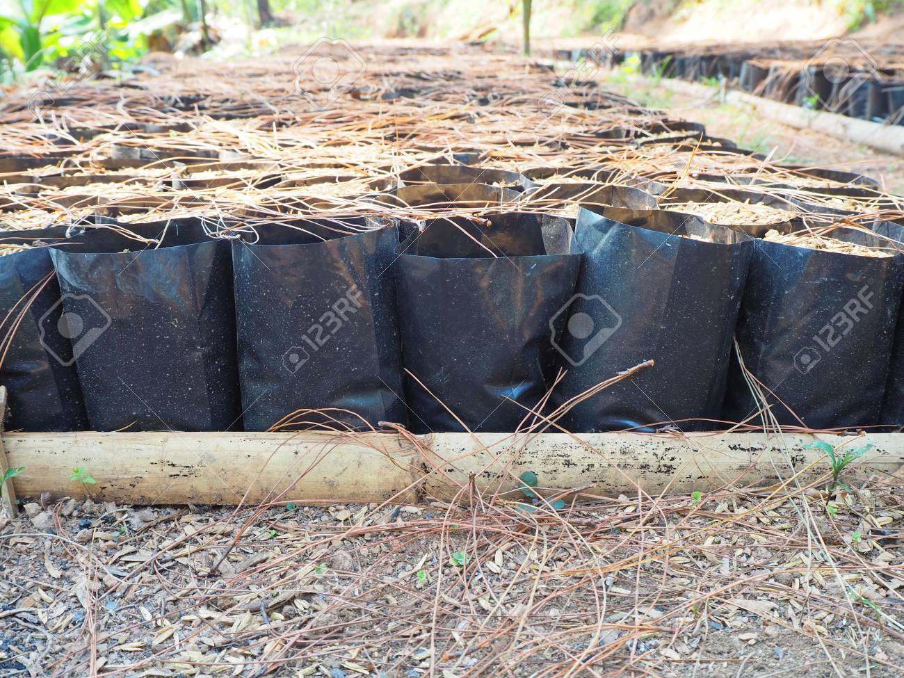 Bolsa De Tierra Negra Para Plantar árboles Fotos, Retratos, Imágenes Y Fotografía De Libres De Derecho. Image 97779302.