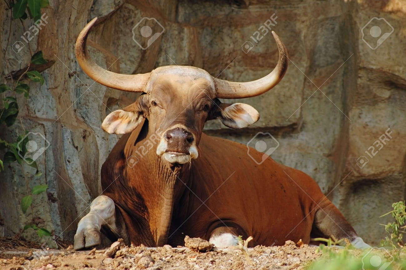 asian-ox-wild