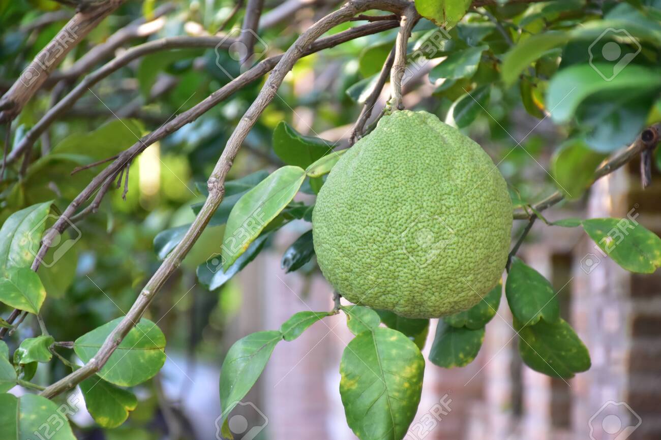Los frutos verdes del árbol huelen a limón.