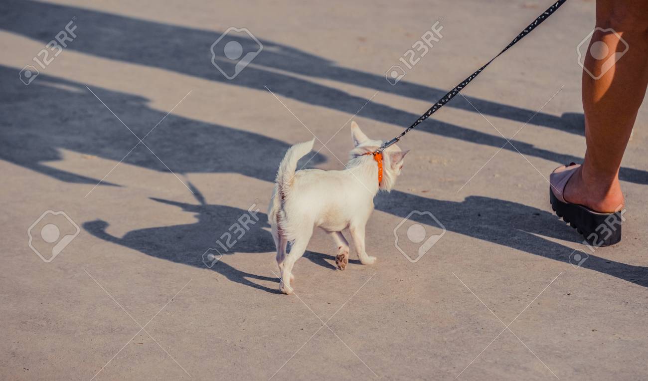 funny dog leash