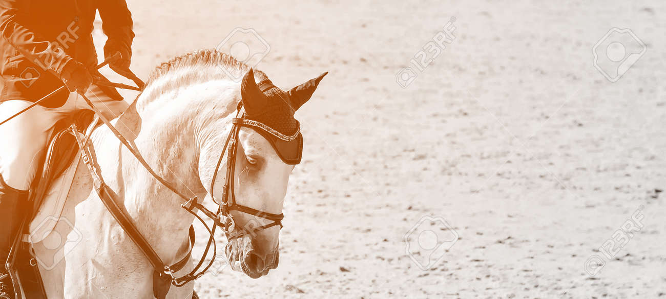 Cavalo na frente do espaço em branco