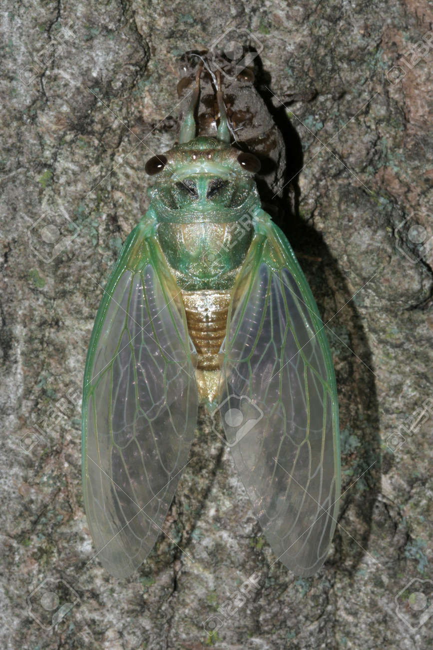 新たに孵化した蝉の羽を乾燥 の写真素材 画像素材 Image