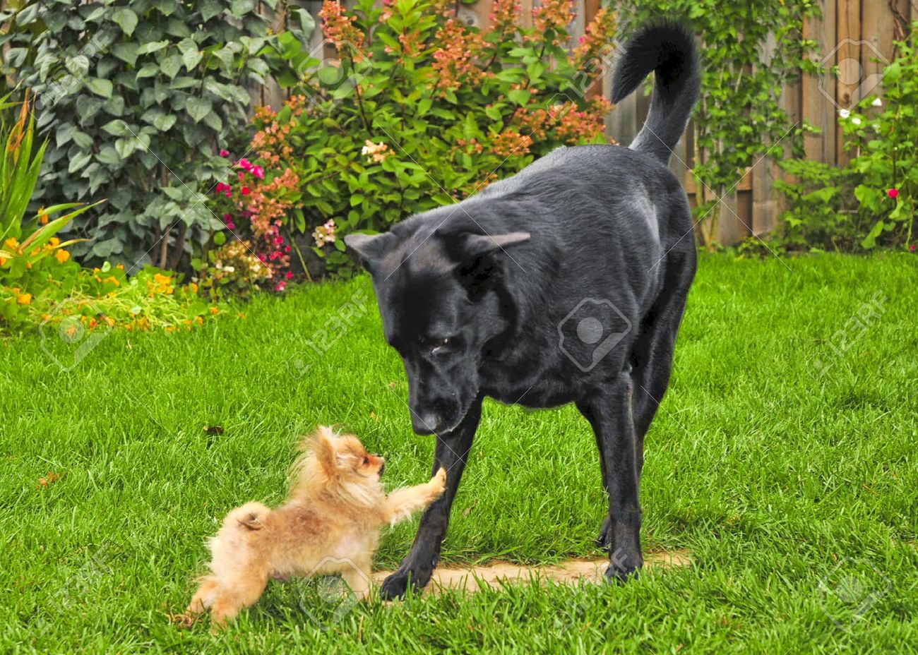 8418369-smal-dog-vs-big-dog-Stock-Photo-