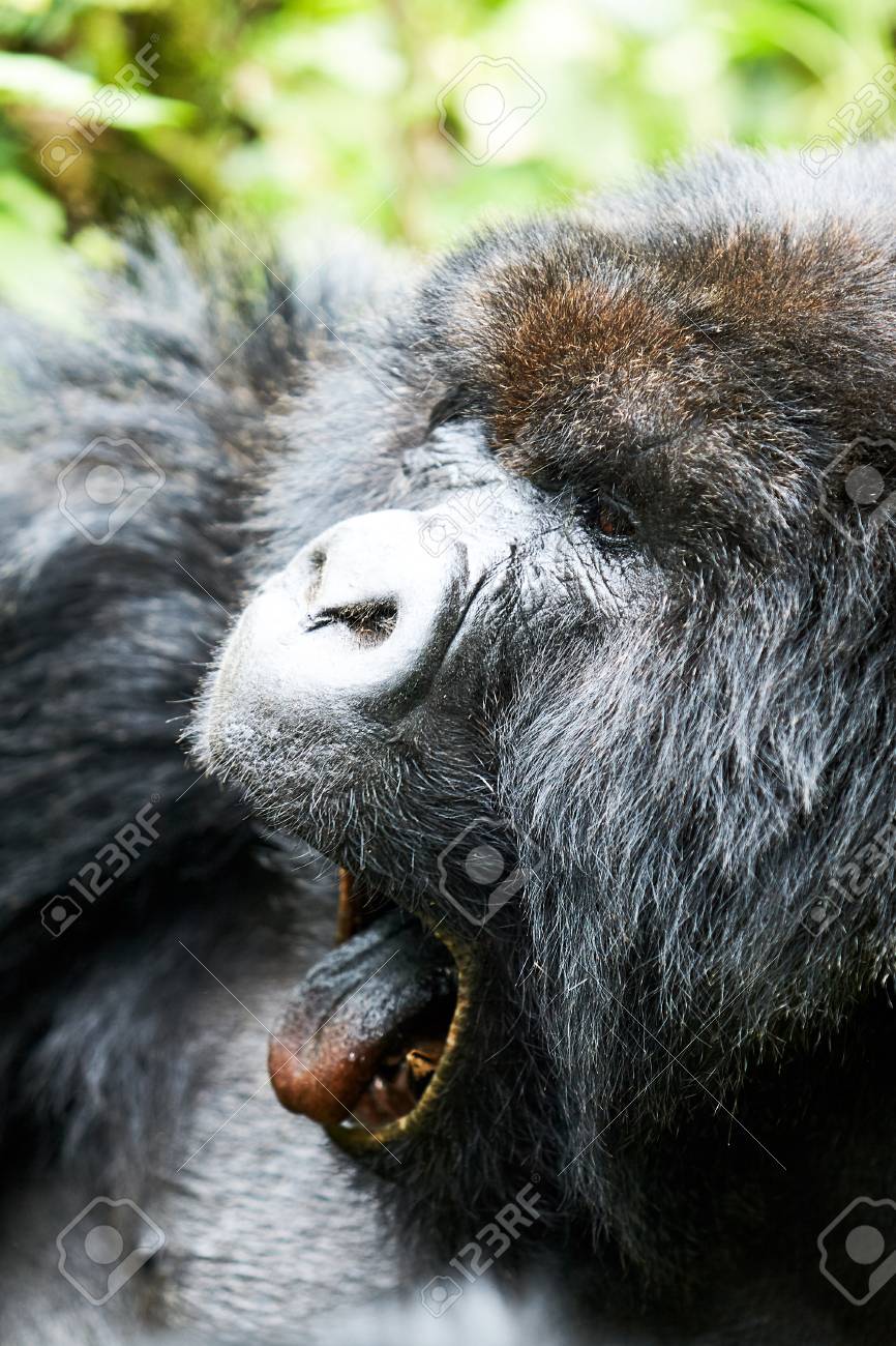 staring black gorilla in virunga reserve rwanda stock photo