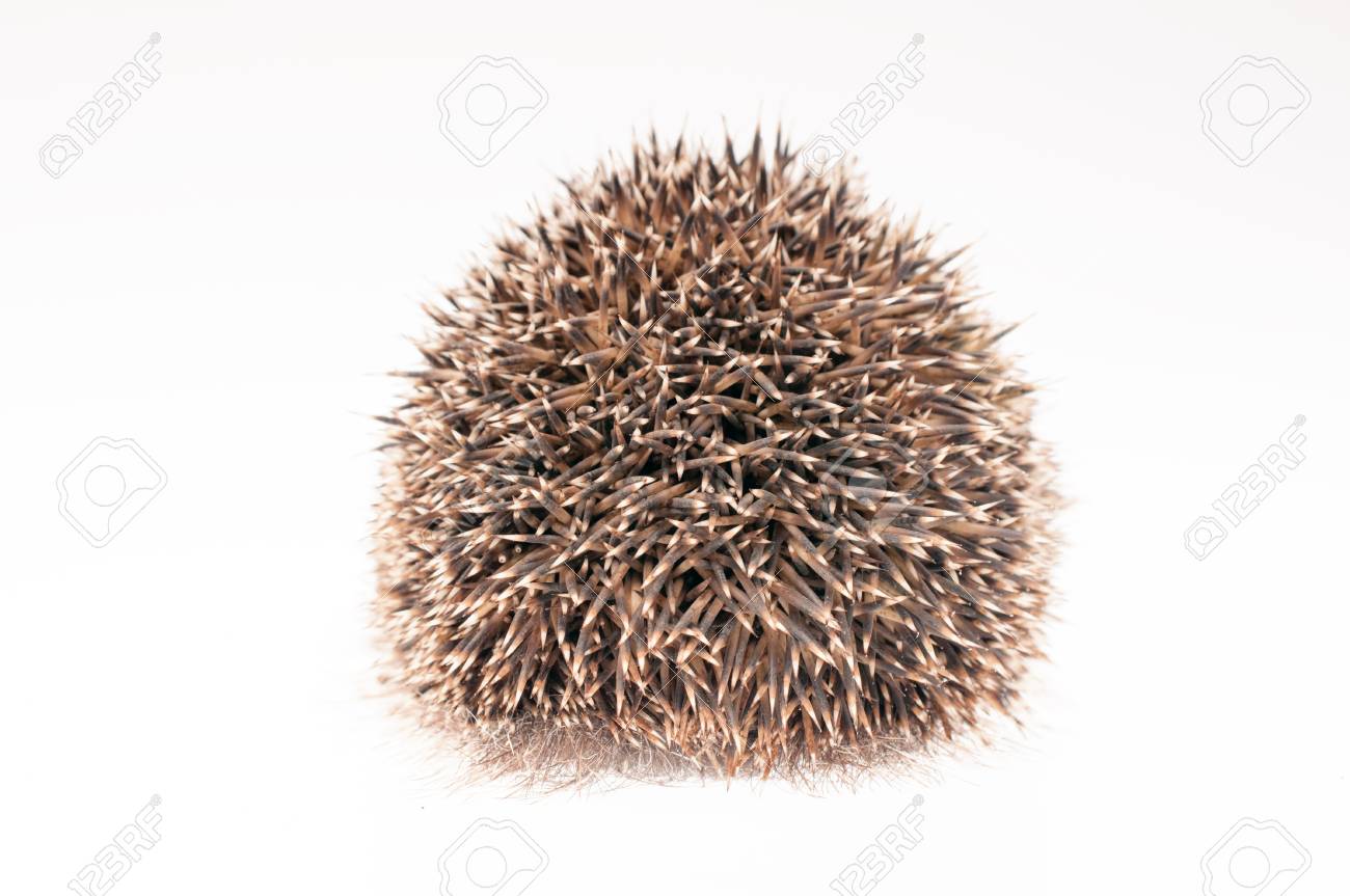 白い背景にハリネズミの背中 の写真素材 画像素材 Image