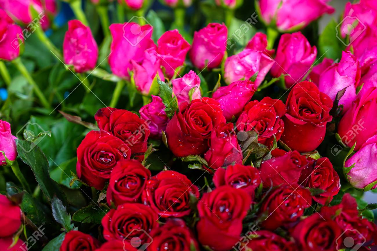 Bunch Of Fresh Beautiful Bright Red And Pink Color Rose Flower - Bunch Of Fresh Beautiful Bright Red And Pink Color Rose Flower