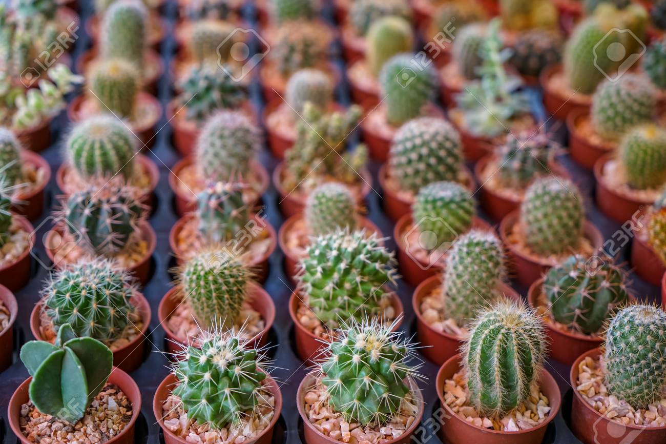 庭の装飾市場で販売小石と茶色の植物の鉢で植物の頭の形の品種を持つ素敵な小さなサボテンの行 選択的な焦点 タイ の写真素材 画像素材 Image