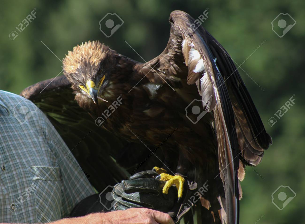 Golden Eagle Illinois Falconry Vorarlberg Austria