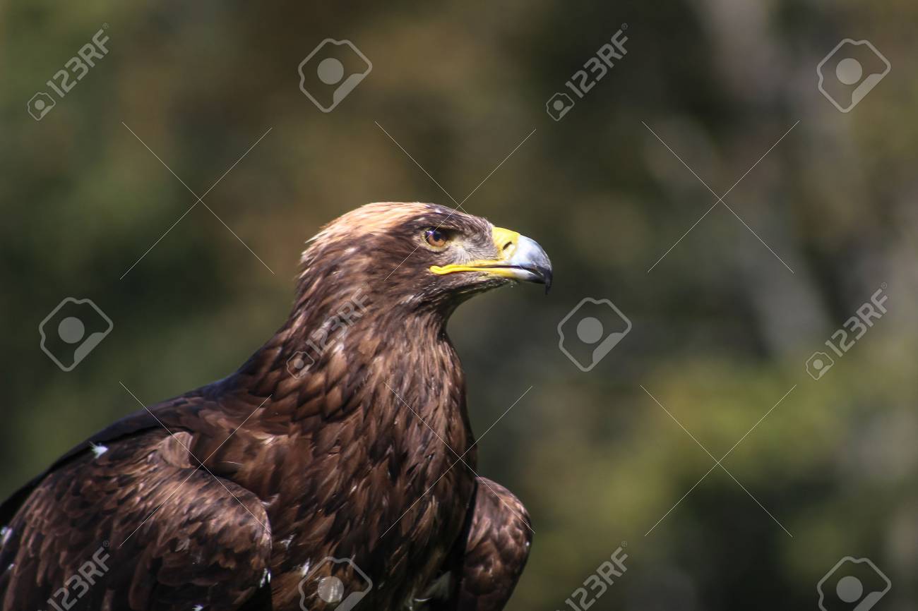Golden Eagle Illinois Falconry Vorarlberg Austria