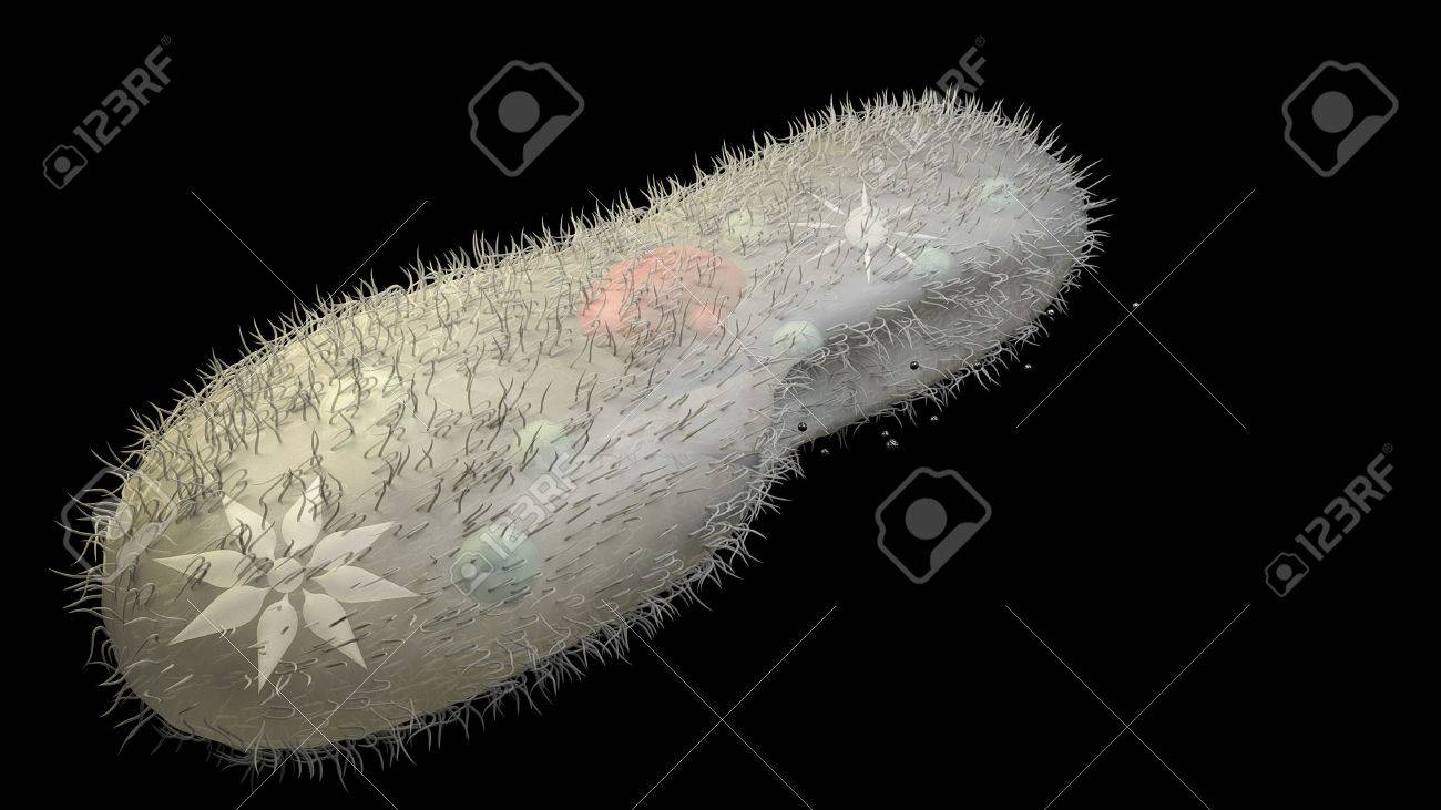 3d Model Biological Micro Organism Paramecium Caudatum Stock Photo, Picture  And Royalty Free Image. Image 46623059.
