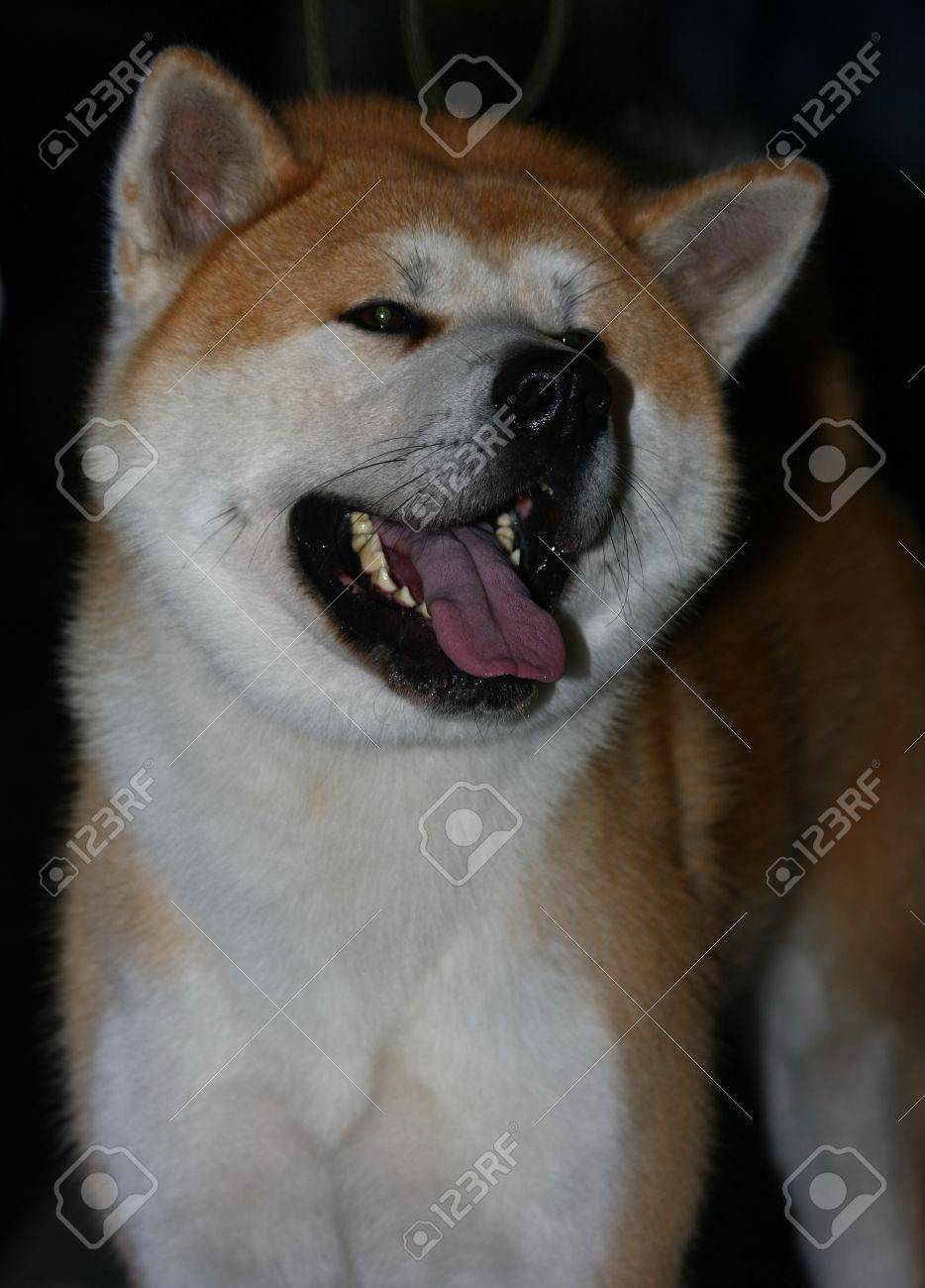 Grand Chien Japonais Akita Américain Lavis Du