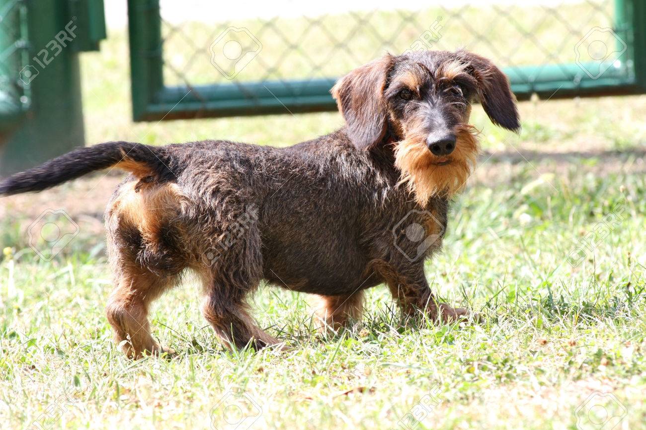 rough coat dachshund