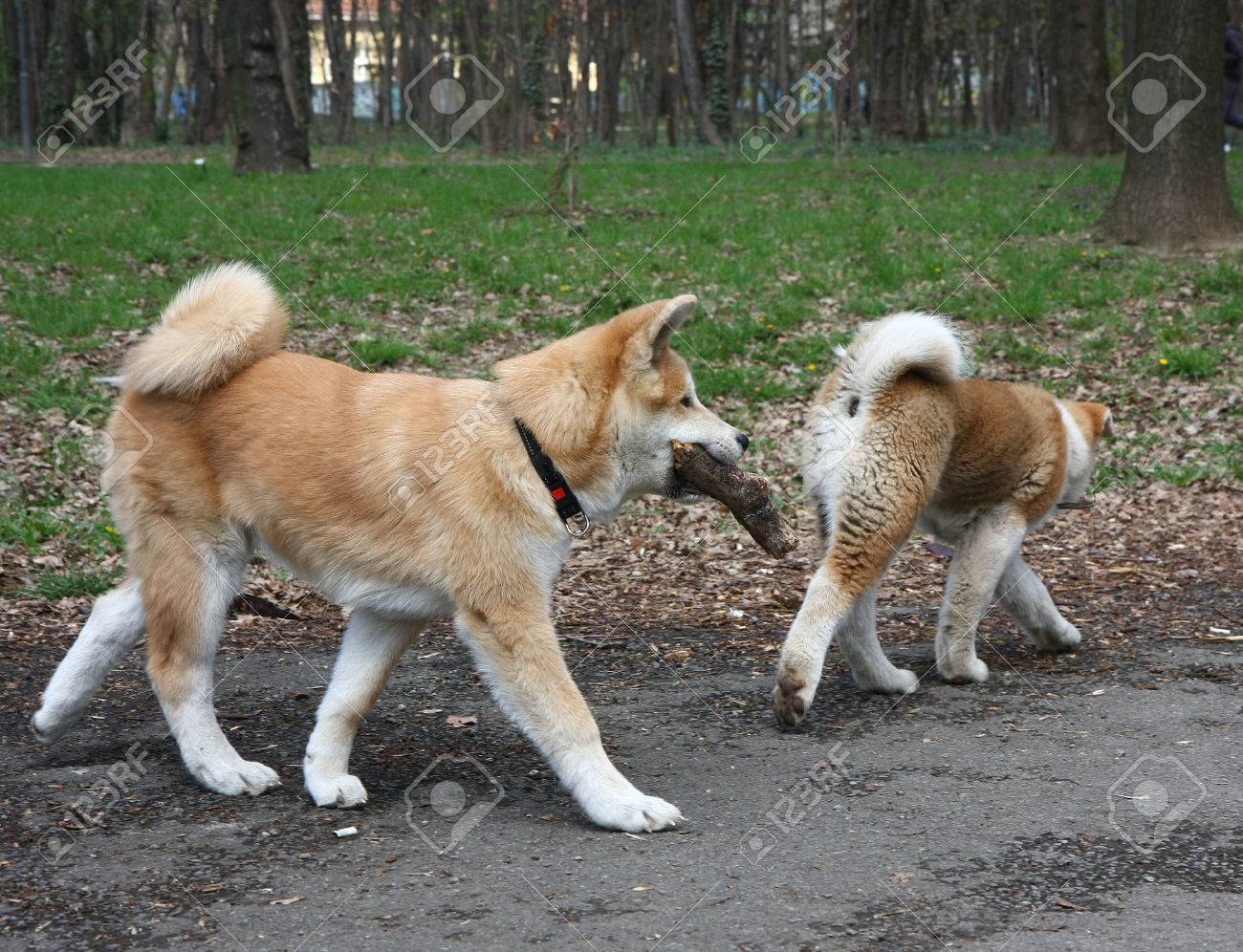 Akita Inu Welpen Zu Fuss In Offentlichen Park Lizenzfreie Fotos Bilder Und Stock Fotografie Image