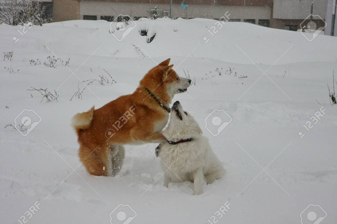 shiba inu and samoyed