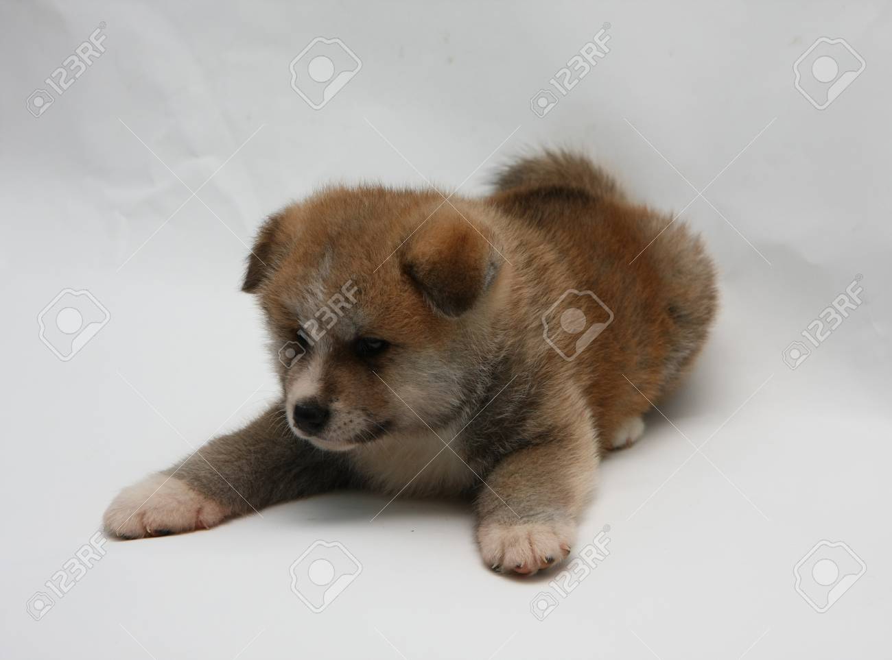 newborn akita