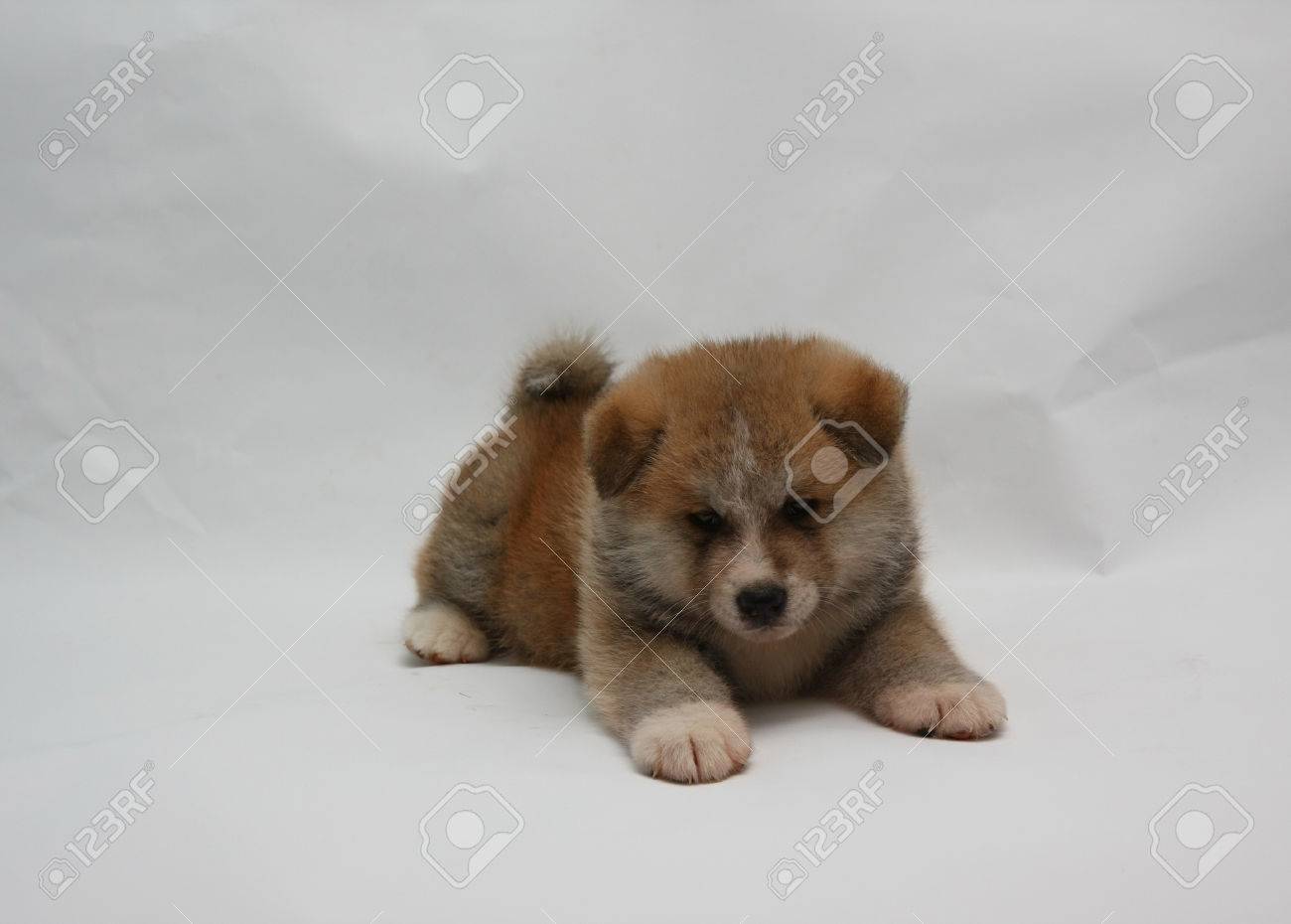newborn akita