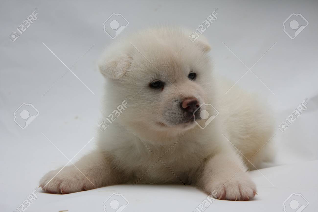 newborn akita