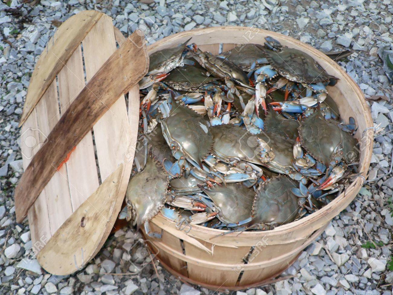 Photo Of A Bushel Basket Of Live Blue Crabs From The Chesapeake Bay Of Maryland Stock Photo Picture And Royalty Free Image Image 2129522