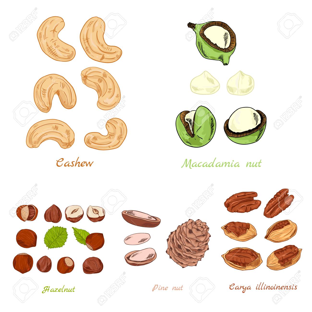 異なるサイズのナッツカラー手描きイラストのセット の写真素材 画像素材 Image