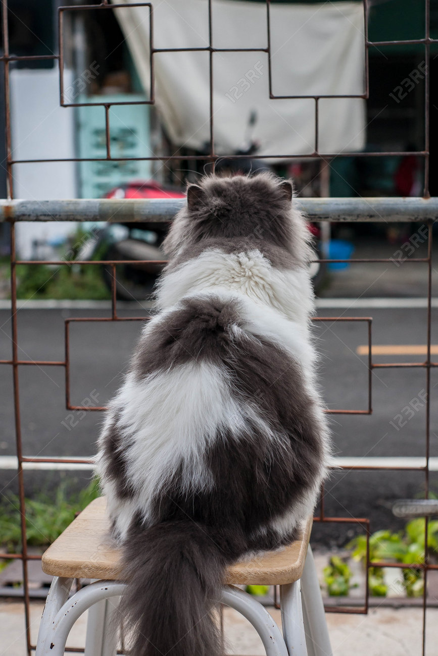 etiam-dictum-ipsum-a-felis