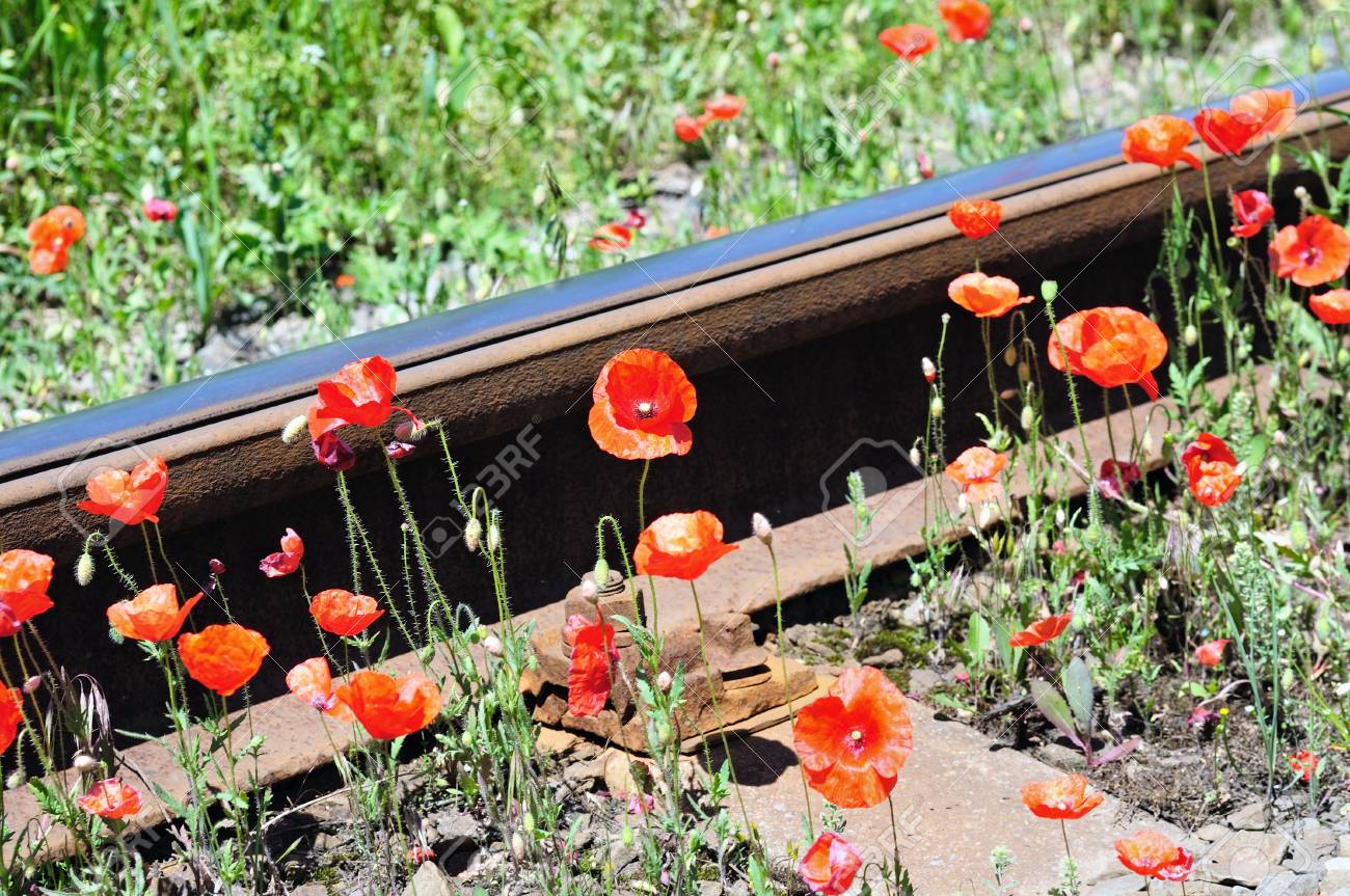 Wild red poppies near railway. "Nature and industry" concept. - 14665127 Wild red poppies near railway. "Nature and industry" concept. - 14665127