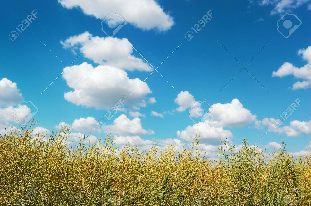 完璧な晴れの日に絵のような曇り空を背景の黄緑色の柴田園風景の景観 の写真素材 画像素材 Image 完璧な晴れの日に絵のような曇り空を背景の黄緑色の柴田園風景の景観 の写真素材 画像素材 Image