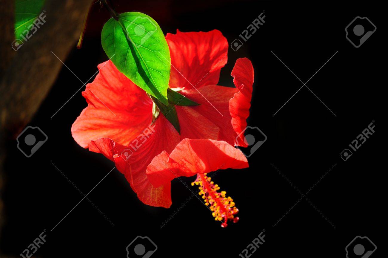 黒の背景に太陽の光に照らされた半透明の緑の葉との美しい緋色赤いハイビスカスの花 の写真素材 画像素材 Image