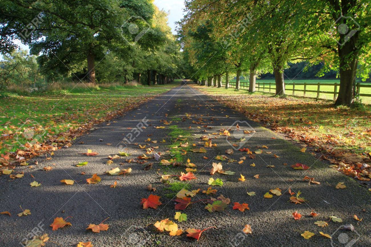A Tree Lined Countryside Avenue During Autumn An English Country - 